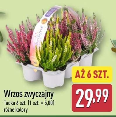 Wrzos zwyczajny