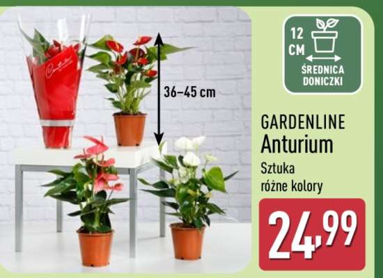 GARDENLINE Anturium