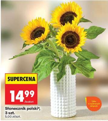 Słonecznik polski