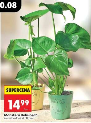 Monstera Deliciosa