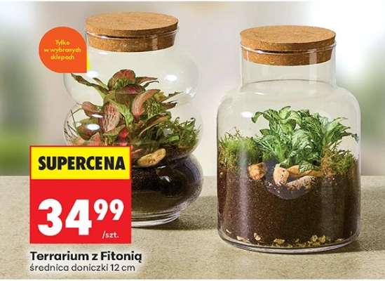 Terrarium z Fitonią