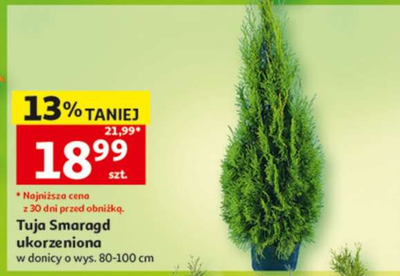 Tuja Smaragd ukorzeniona