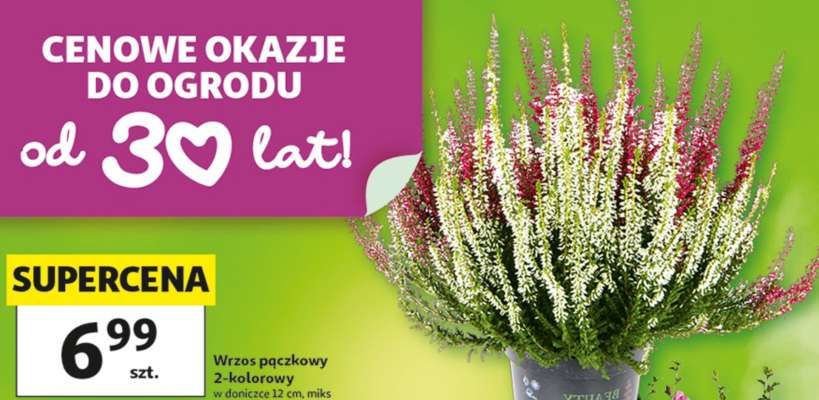Wrzos pączkowy 2-kolorowy