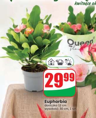 Euphorbia