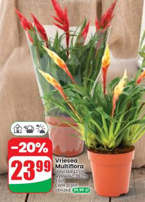 Vriesea Multiflora