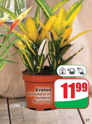Kroton