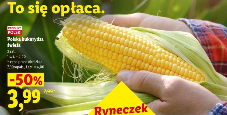 Polska kukurydza świeża