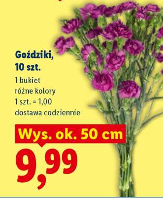 Goździki, 10 szt.