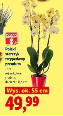 Polski storczyk trzypędowy premium