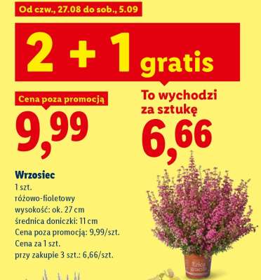 Wrzosiec