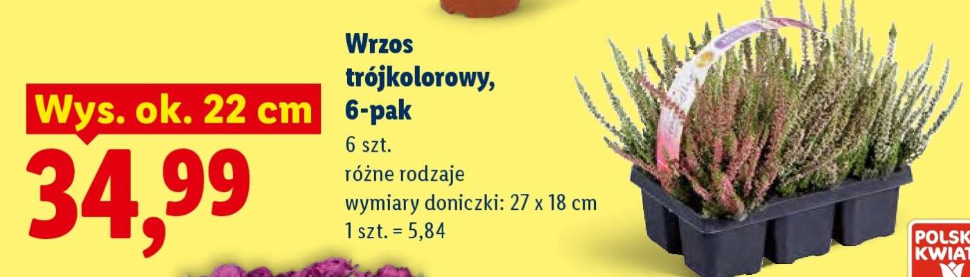 Wrzos trójkolorowy, 6-pak