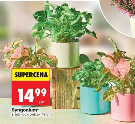 Syngonium