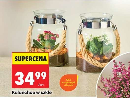 Kalanchoe w szkle