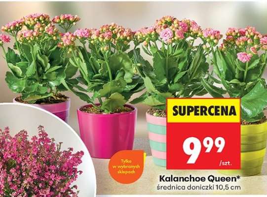 Kalanchoe Queen