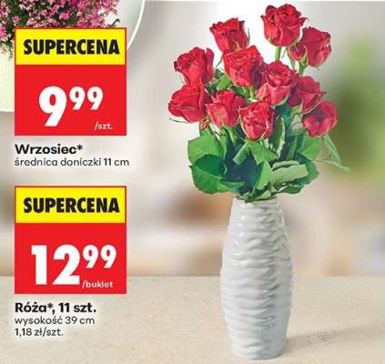 Róża 11 szt