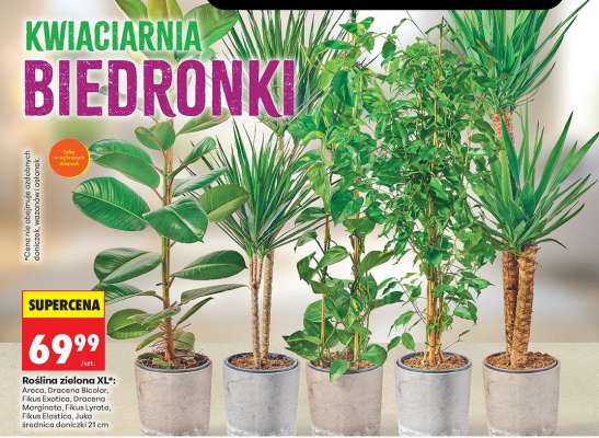 Roślina zielona XL