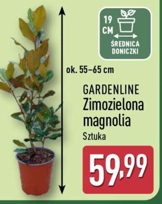 GARDENLINE Zimozielona magnolia