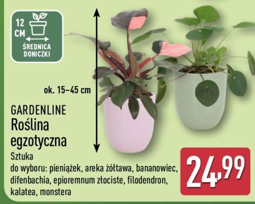 GARDENLINE Roślina egzotyczna