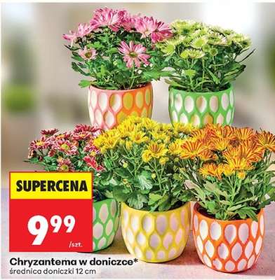 Chryzantema w doniczce