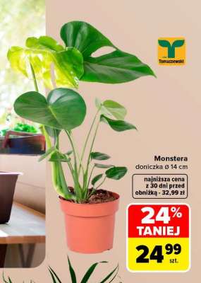 Monstera*