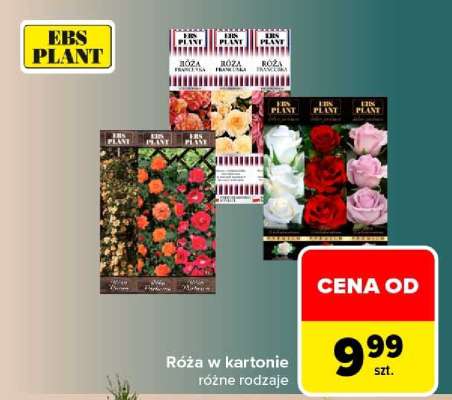 Róża w kartonie