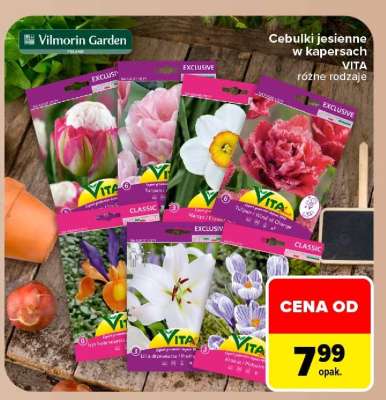 Cebulki jesienne w kapersach VITA