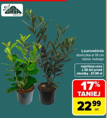 Laurowiśnia