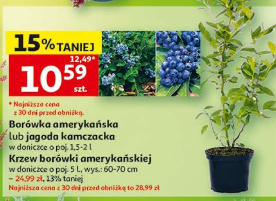 Borówka amerykańska lub jagoda kamczacka