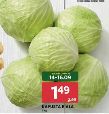 Kapusta biała