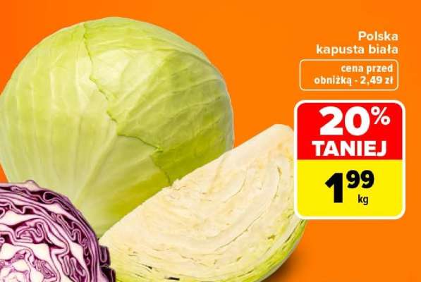 POLSKA Kapusta biała