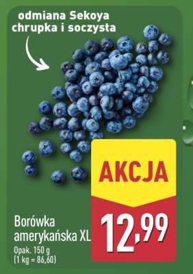 Borówka amerykańska XL