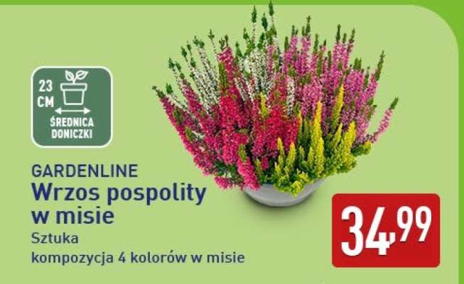 GARDENLINE Wrzos pospolity w misie