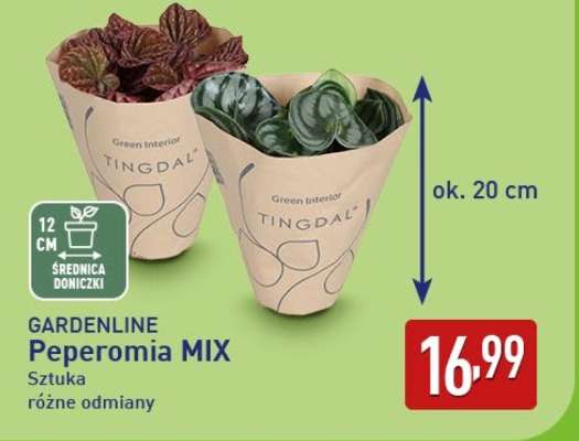 GARDENLINE Peperomia MIX