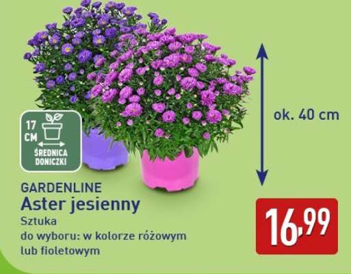 Aster jesienny