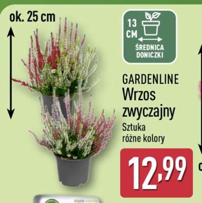 GARDENLINE Wrzos zwyczajny