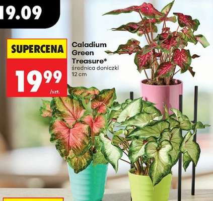 Caladium Green Treasure