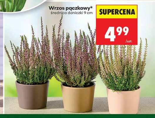 Wrzos pączkowy
