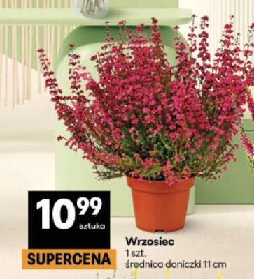 Wrzosiec