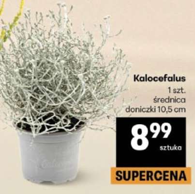 Kalocefalus