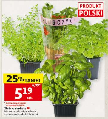 Zioła w doniczce