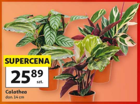 Calathea
