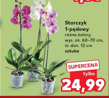 Storczyk 1-pędowy