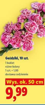 Goździki, 10 szt.