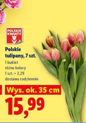 Polskie tulipany, 7 szt.