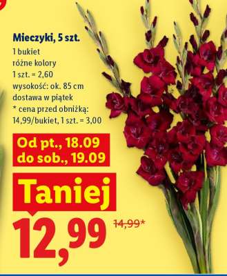 Mieczyki, 5 szt.