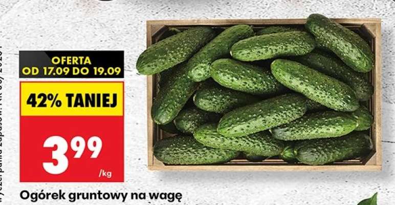 Ogórek gruntowy na wage