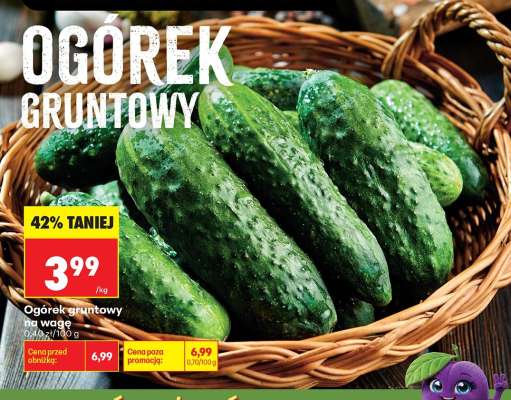 Ogórek gruntowy