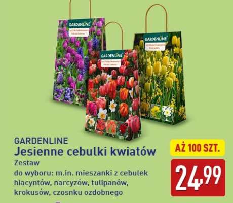 GARDENLINE Jesienne cebulki kwiatów