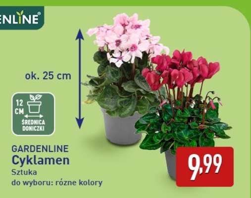 GARDENLINE Cyklamen