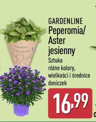 GARDENLINE Peperomia/Aster jesienny